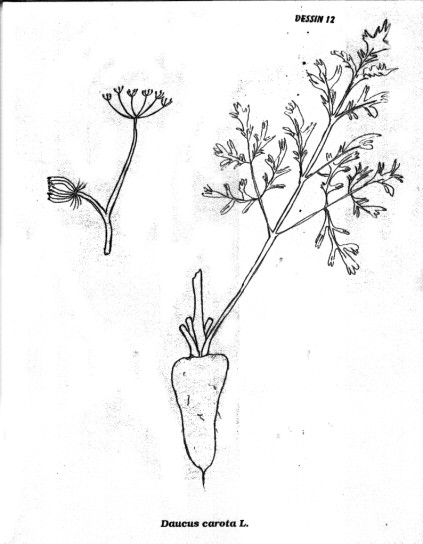 p12.jpg (45905 octets)
