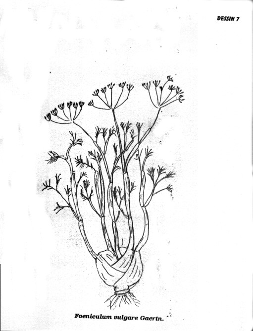 p7.jpg (65064 octets)