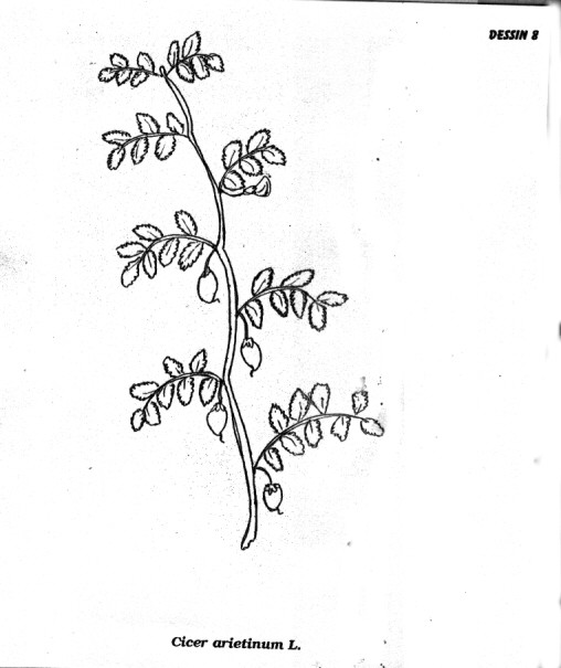 p8.jpg (51296 octets)