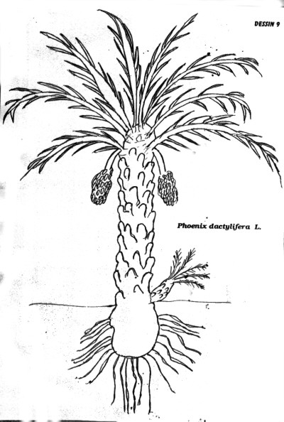 p9.jpg (65225 octets)